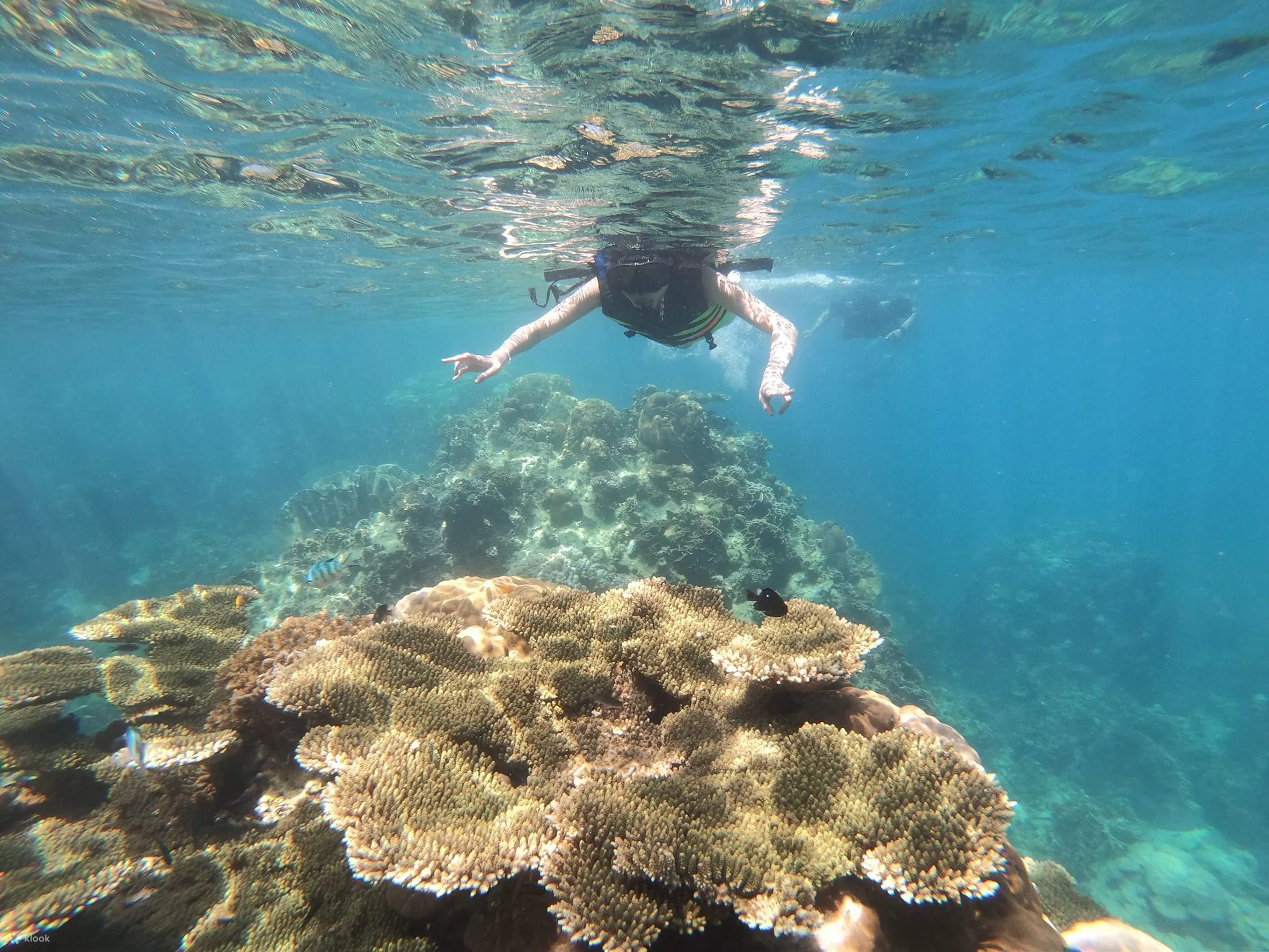 Ао Лёк на Ко Тао — бухта с детёнышами акул у берега