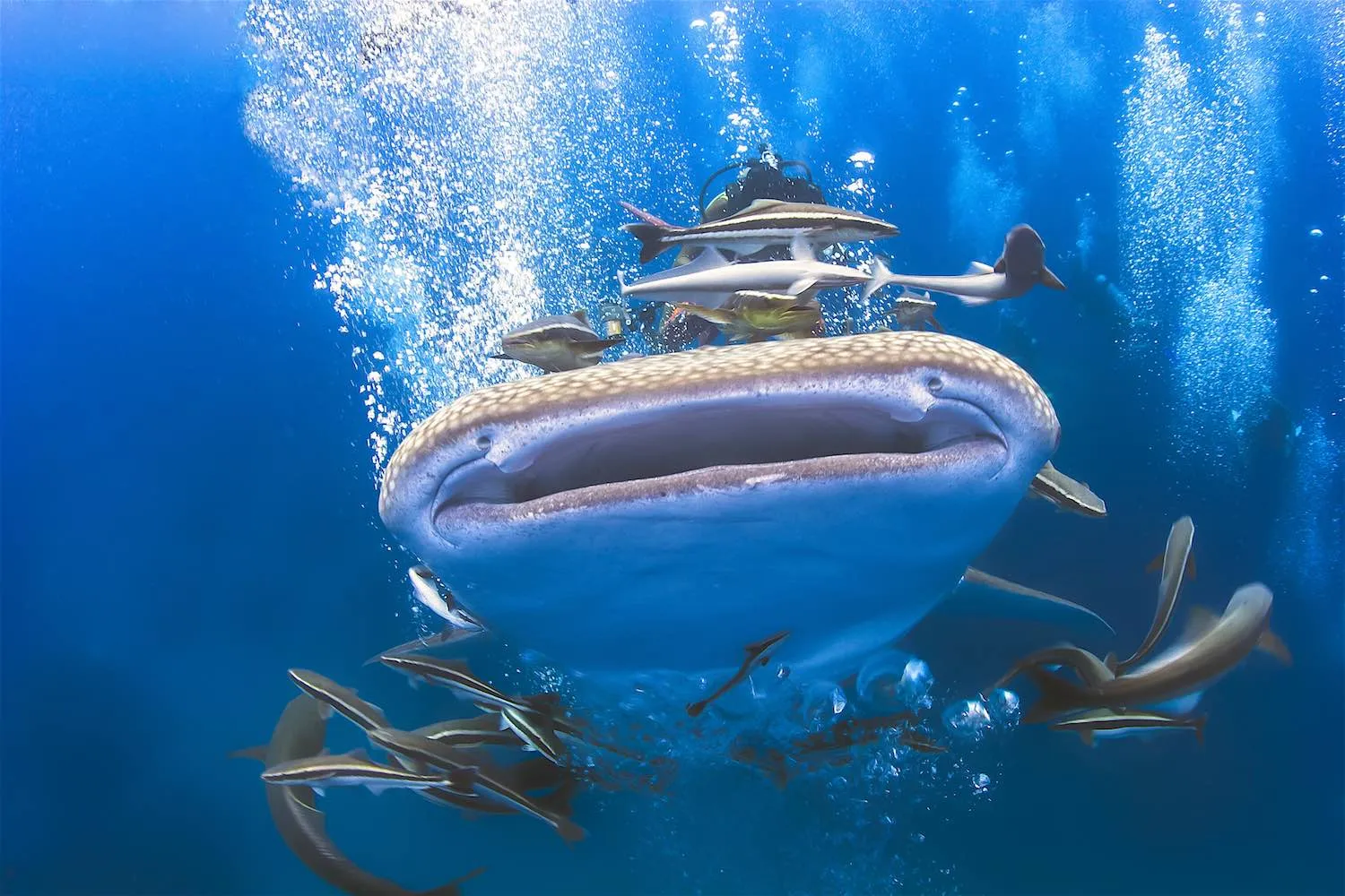 Дайвинг на Ко Тао — подводный мир острова